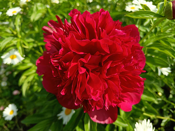 istock peony Red Charm red macro, close-up 2246905558
