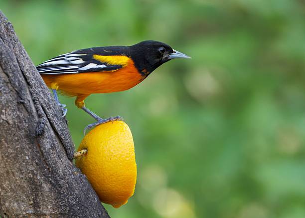 istock Baltimore Oriole perched on an orange treat, 2246905768