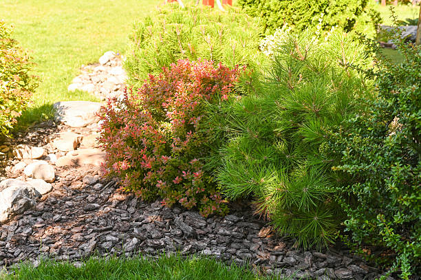istock Bright bush and pine shrub with rocky ground create natural landscape scene 2246908168