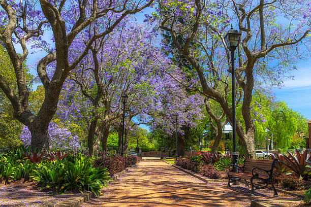 Inside Parramatta Prince Alfred park Jacaranda blossoming trees in spring season.