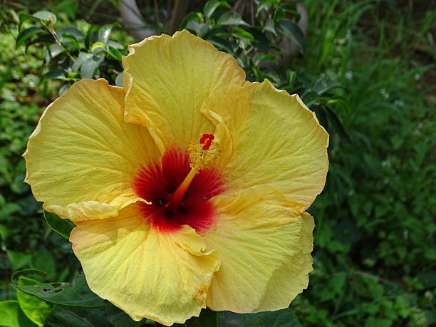 istock THE BLOOMING YELLOW HIBISCUS BLOSSOM 2246908297