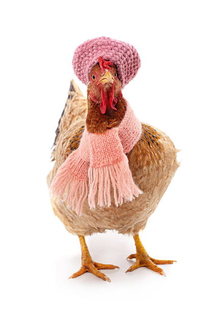 istock Chicken wearing pink knitted hat and scarf isolated. 2246909328