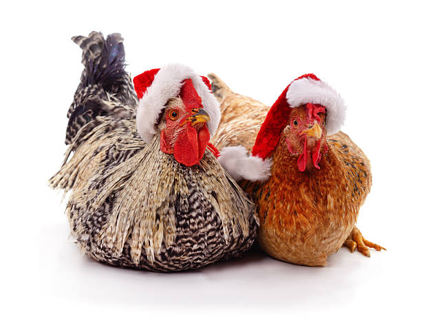 istock Two chickens wearing Santa hats. 2246909330
