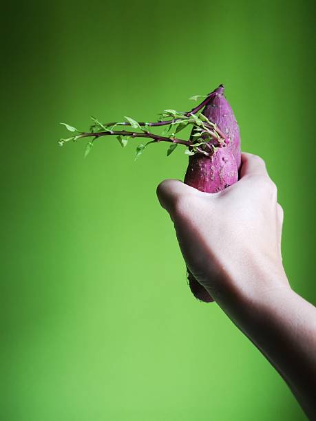 Human hand holding purple sweet potato