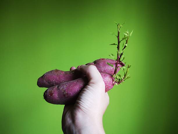 Human hand holding purple sweet potato