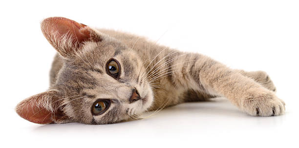 istock Relaxed kitten lying isolated on white background 2246913000