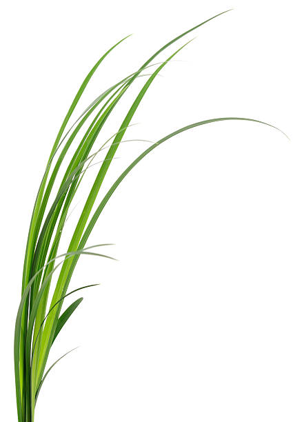 istock Green grass blade isolated on white background 2246913017