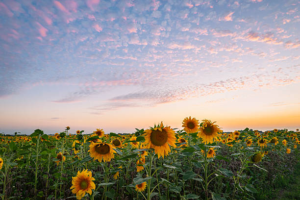 Field of sunflowers illuminated by a pink sky at sunset, evoking feelings of warmth and tranquility in the beauty of nature.