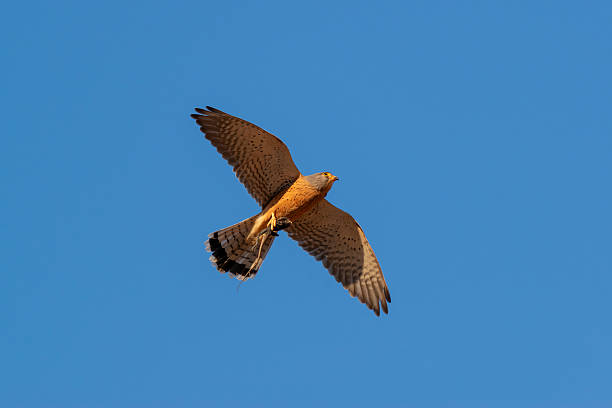 istock Falcon in flight with its prey in its talons 2246914579