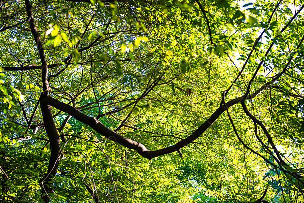 Giant green leaf big tree branch up to sky ant view sun light nature background