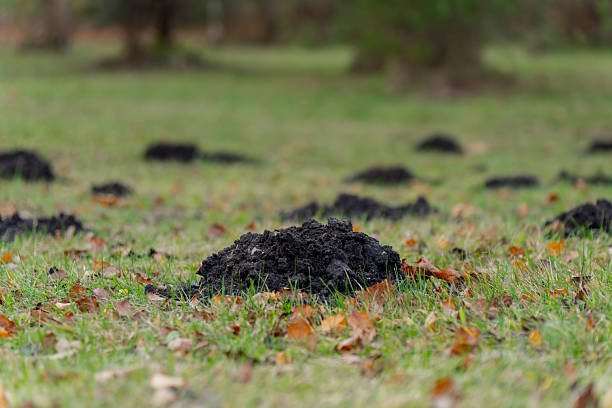 istock Fresh molehills scattered across grassy field with loose soil mounds, showing active burrowing activity, disturbed ground surface and natural animal excavation in open landscape 2246916449