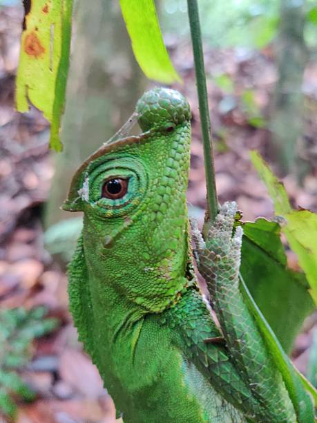 istock image of a bodilima lizard, also known as the hump-nosed lizard captured in its natural habitat within the  tropical rainforest in Sri Lanka 2246917432