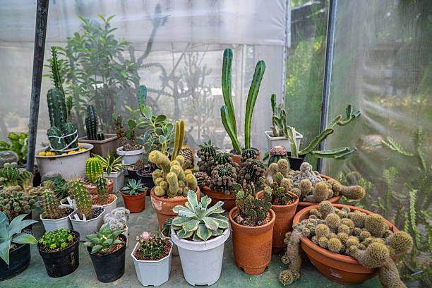 istock Outdoor botanical cactus plantation farm 2246917639