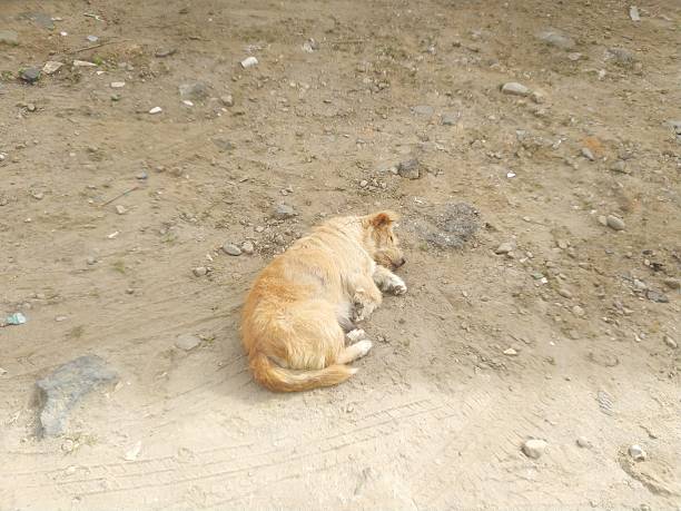 istock Sleeping Stray Dog Resting on Soil Ground 2246918335