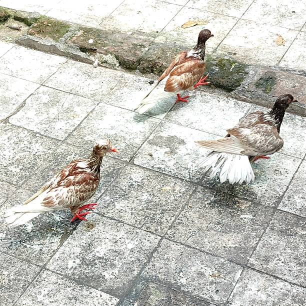 Three pigeons foraging for food on the ground
