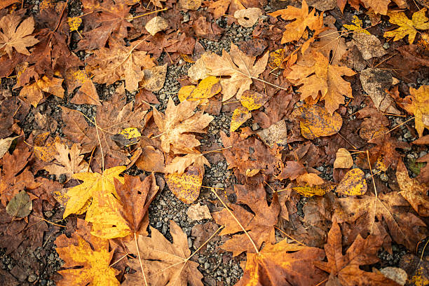 High angle view of golden autumn leaves covering forest floor