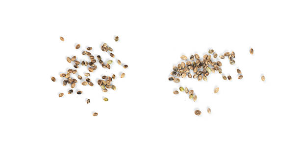 istock Hemp seeds, cannabis grains, marijuana kernels, oil hempseeds pile 2246921821
