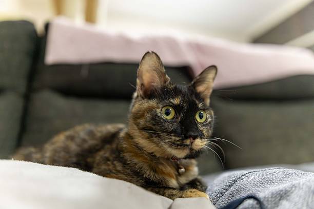 istock Neri, the tortoiseshell cat. 2246922404