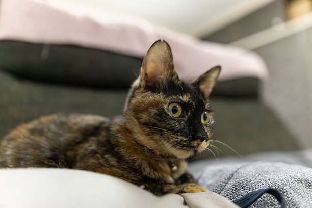istock Neri, the tortoiseshell cat. 2246922416