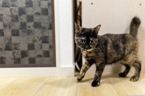 istock Neri, the tortoiseshell cat. 2246922422