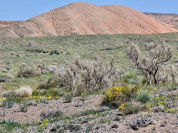 istock Beauty Of Desert And Mountains In Spring 2246922767