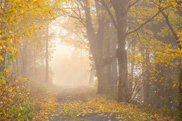 istock Narrow rural asphalt road covered by maple leafs 2246923358