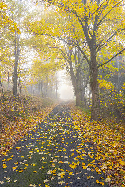 istock Narrow rural asphalt road covered by maple leafs 2246923402