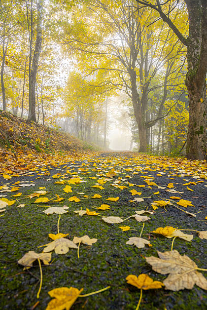 istock Narrow rural asphalt road covered by maple leafs 2246923429