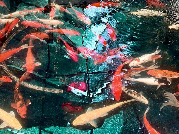 istock Koi fish swimming in a pond. 2246924080