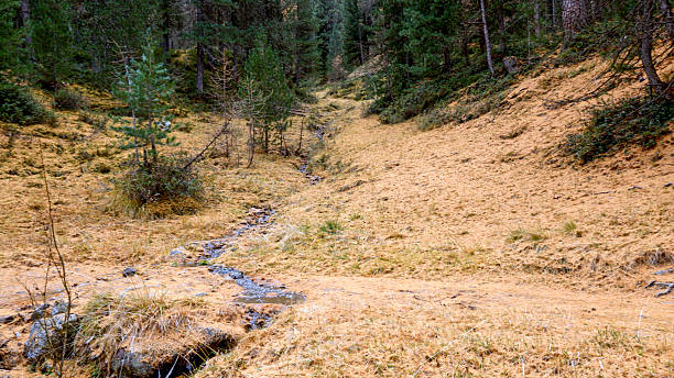 Stream in autumn larch forest, autumn leaf colours, Livigno, European Alps