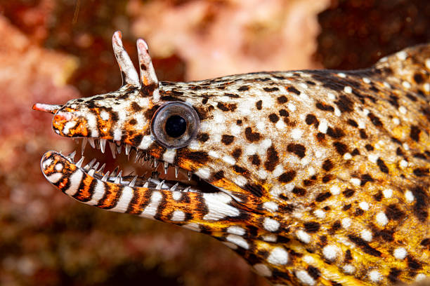 The Snowflake Eel, also known as the Snowflake Moray Eel, Clouded Moray, or Starry Moray, is one of the most beautiful morays, and inhabits caves and crevices throughout the Indo-Pacific reefs.