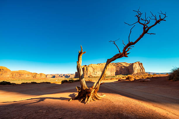 istock Sunlit dry tree trunk contrasting with iconic sandstone formations in Monument Valley during summer 2246926318