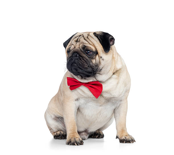 istock A cute pug wearing a bright red bow tie sits calmly and looks aside, isolated on a white background, perfect for pet-themed designs, holiday cards, advertising, and promotional materials. 2246926467