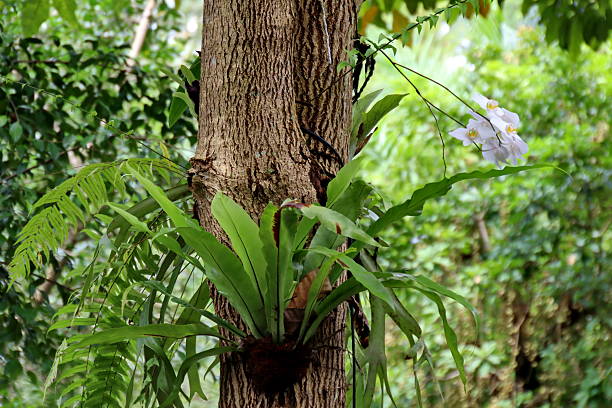 istock Orchid blooms gracefully on tree trunk in lush tropical forest 2246926679