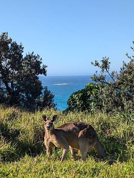 istock Wild Kangaroo on North Stradbroke Island Coast 2246930610
