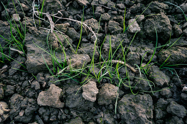 Detailed macro photograph showing thin blades of young grass emerging from uneven, clumpy farmland soil. The texture of the earth and vibrant green seedlings emphasize natural regeneration, early farming seasons, and environmental resilience.