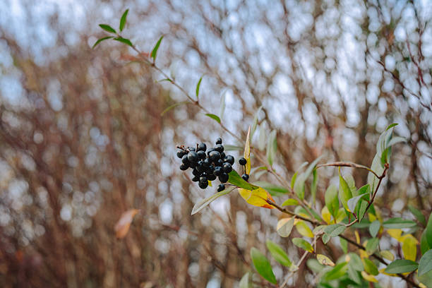 A branch holding a cluster of dark berries extends toward the camera, with a soft-focus backdrop of tangled shrubs. The image captures the quiet beauty of wild plants in a natural environment.