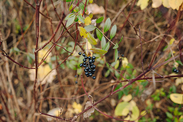 A cluster of dark berries is seen hanging among thin branches and fading autumn leaves. The scene represents nature, seasonal transitions, and botanical textures found in woodland environments.