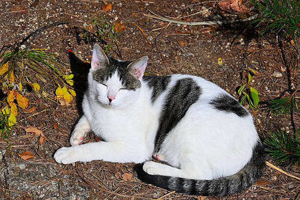 A cat sunbathing in the autumn sun