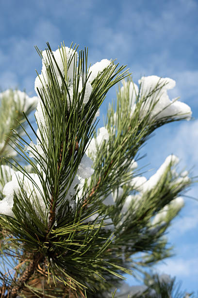 istock Snow-covered pine branch against a sunny sky 2246932737
