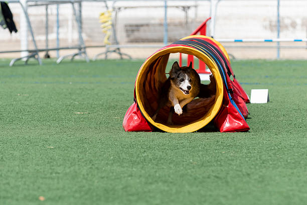 istock Dog performs agility training by running through a colorful tunnel on a sunny day at a training facility 2246933597