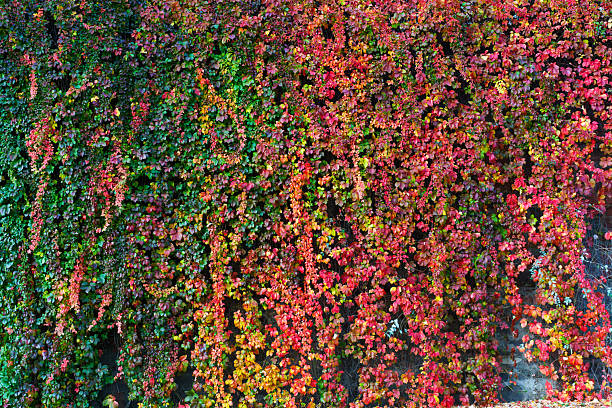 Lush wall covered in vibrant autumn ivy leaves, showcasing a beautiful gradient from green to fiery red. Perfect natural background for seasonal designs.