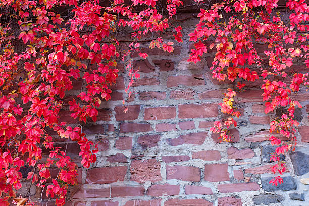 Vibrant red ivy leaves cling beautifully to an aged brick and stone wall, showcasing the vivid colors of autumn. Natural background offering texture and warmth for seasonal designs.