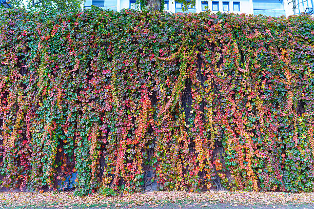 Vivid autumn foliage densely covers a building exterior, presenting a rich tapestry of red, orange, green, and yellow leaves. A vibrant seasonal background.