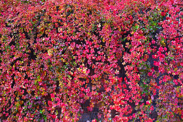 Intricate tapestry of vivid red and green autumn leaves blankets a rustic wall, creating a stunning natural background. Ideal for seasonal designs and themes.