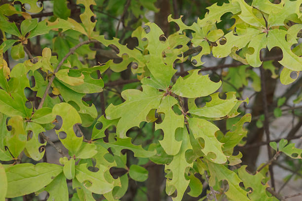 istock Plant foliage damage from leafcutter bee and drought stress: a macro view 2246934447