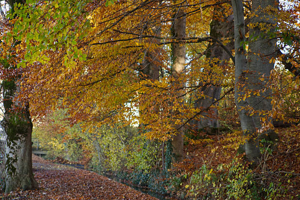 istock autumn colors by a small stream 2246934854