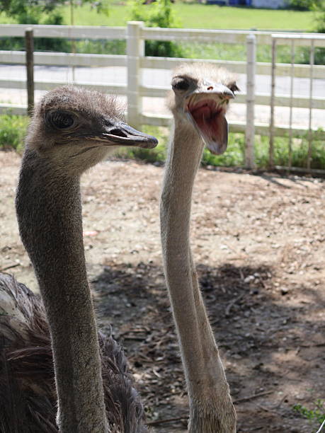 istock Curious ostrich interacting with visitor, close-up view highlighting feather texture and playful nature, outdoor setting. 2246935003