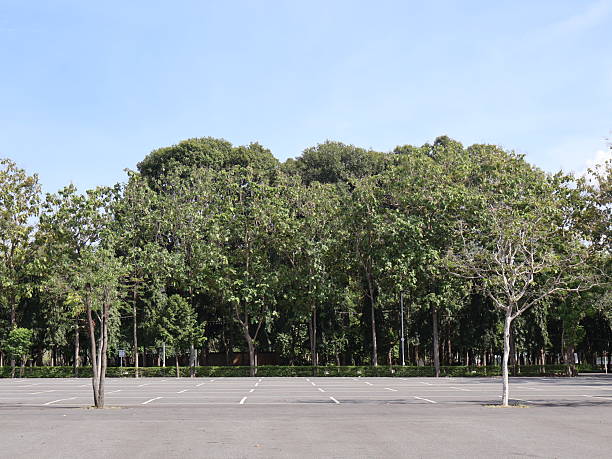 istock Lush green trees lining a tranquil pathway, serene outdoor scene with bright blue sky, perfect for relaxation or leisure activities. 2246935064