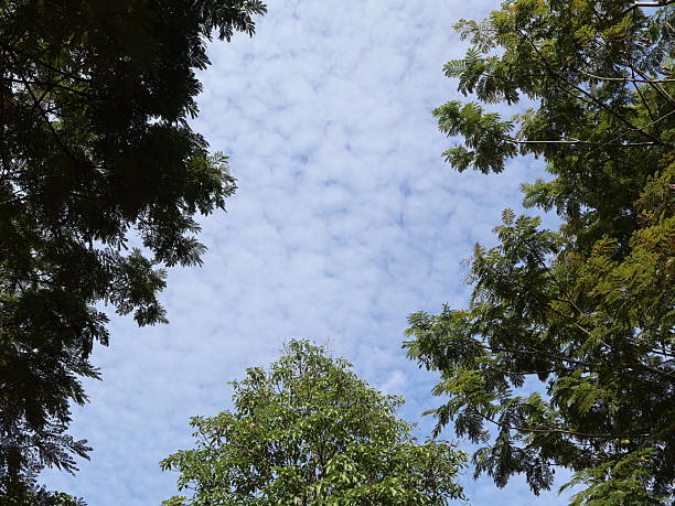 istock Sky filled with scattered clouds, towering trees framing a serene view, perfect for nature-themed projects or relaxation. 2246935075